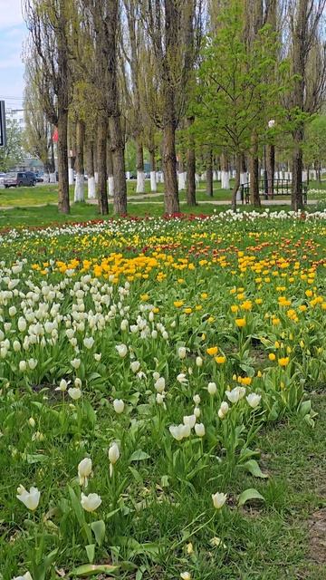 Белгородский Южный парк