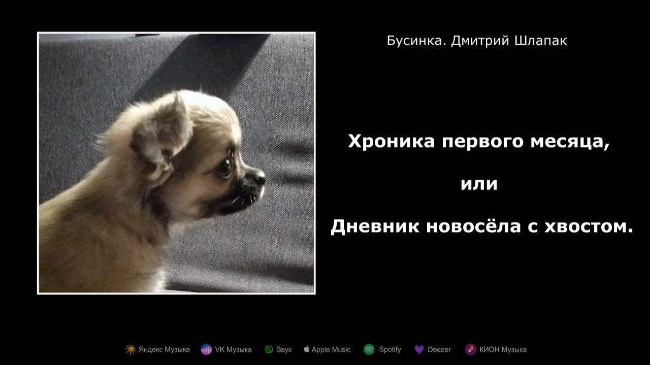 Бусинка. Хроника первого месяца, или Дневник новосёла с хвостом.