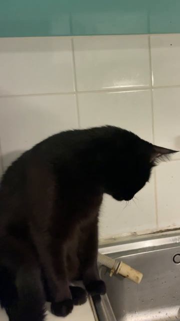 Кот, кошка, собака , конь , лошадь, зубр, животные, птицы, насекомые, Cat, cat, dog, horse, horse, bison, animals, birds, insects