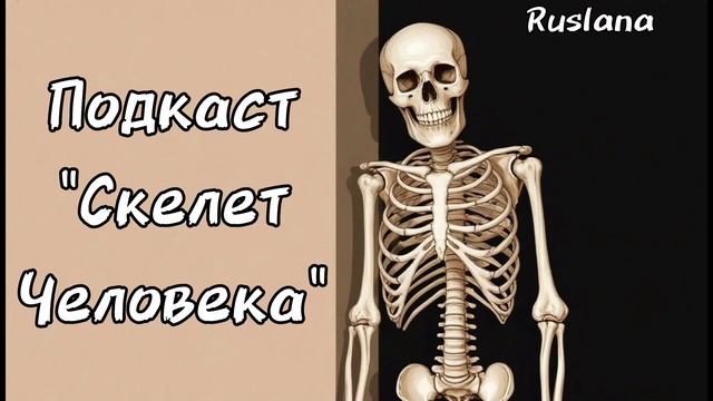 Подкаст. Скелет Человека.