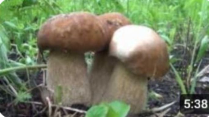 Белый гриб. Наблюдение за ростом.  Развитие в течение шести дней. Boletus Edulis In Siberia Russia