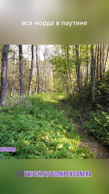 Гоняли к Роднику Прогулка по лесу 🌲 Тишина, природа и свежий воздух | Будни пенсионера #shorts