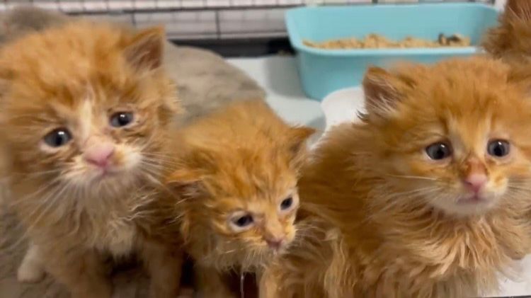 4 рыжих котенка еле нашли в лесу