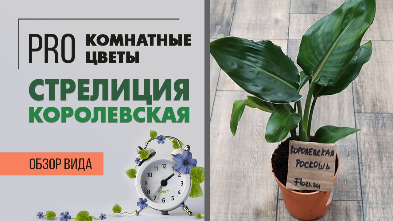 Стрелиция Королевская Растение Райская птица | Секреты ухода за стрелицией