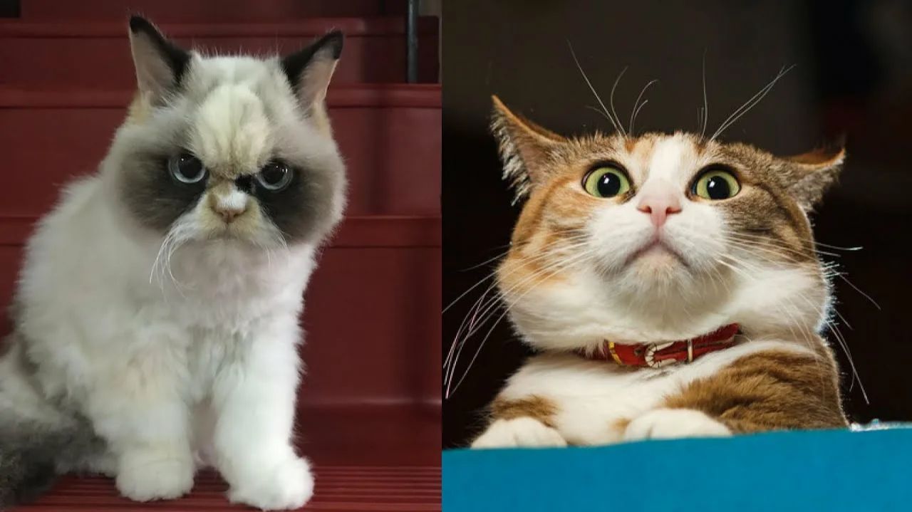 СМЕШНО ДО СЛЕЗ 😹😍 СМЕШНЫЕ КОТЫ, ЛУЧШИЕ ПРИКОЛЫ С КОТАМИ, С СОБАКАМИ ,КОШКИ, ЖИВОТНЫЕ 🥰