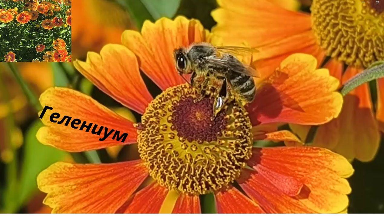 Гелениум многолетний - это ценный поздний медонос.