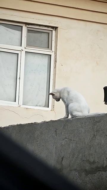 белая блудня