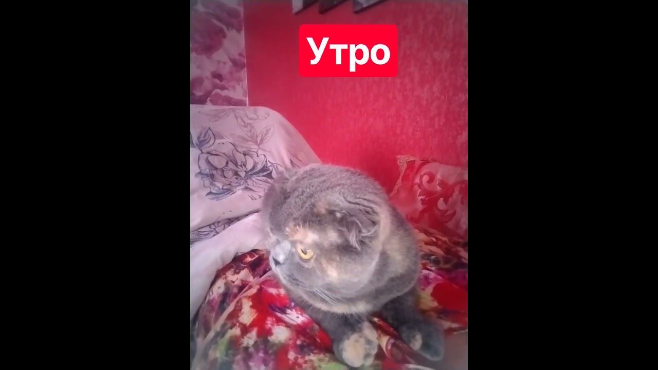 Утро в кровати