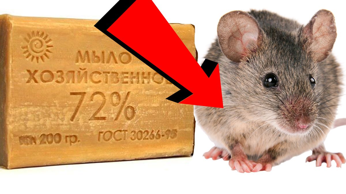 Как избавиться от мышей и крыс За 000003 Секунды!