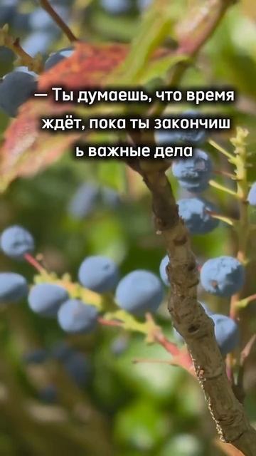 моголог мудреца