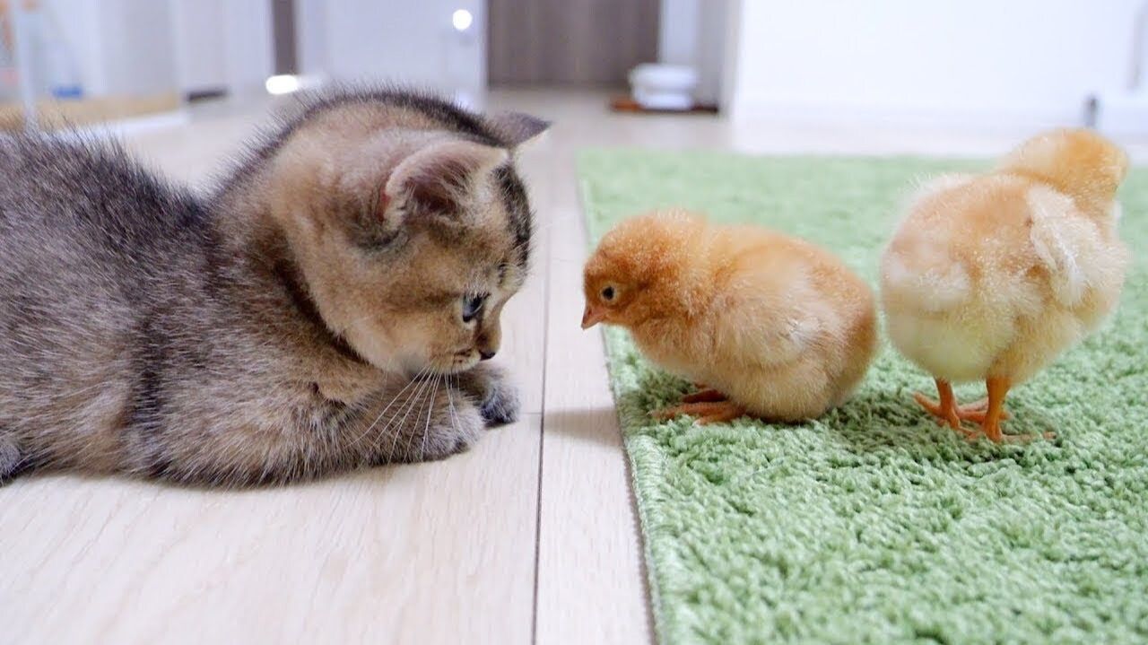Самые смешные животные! Приколы с котами и кошками! УГАР!