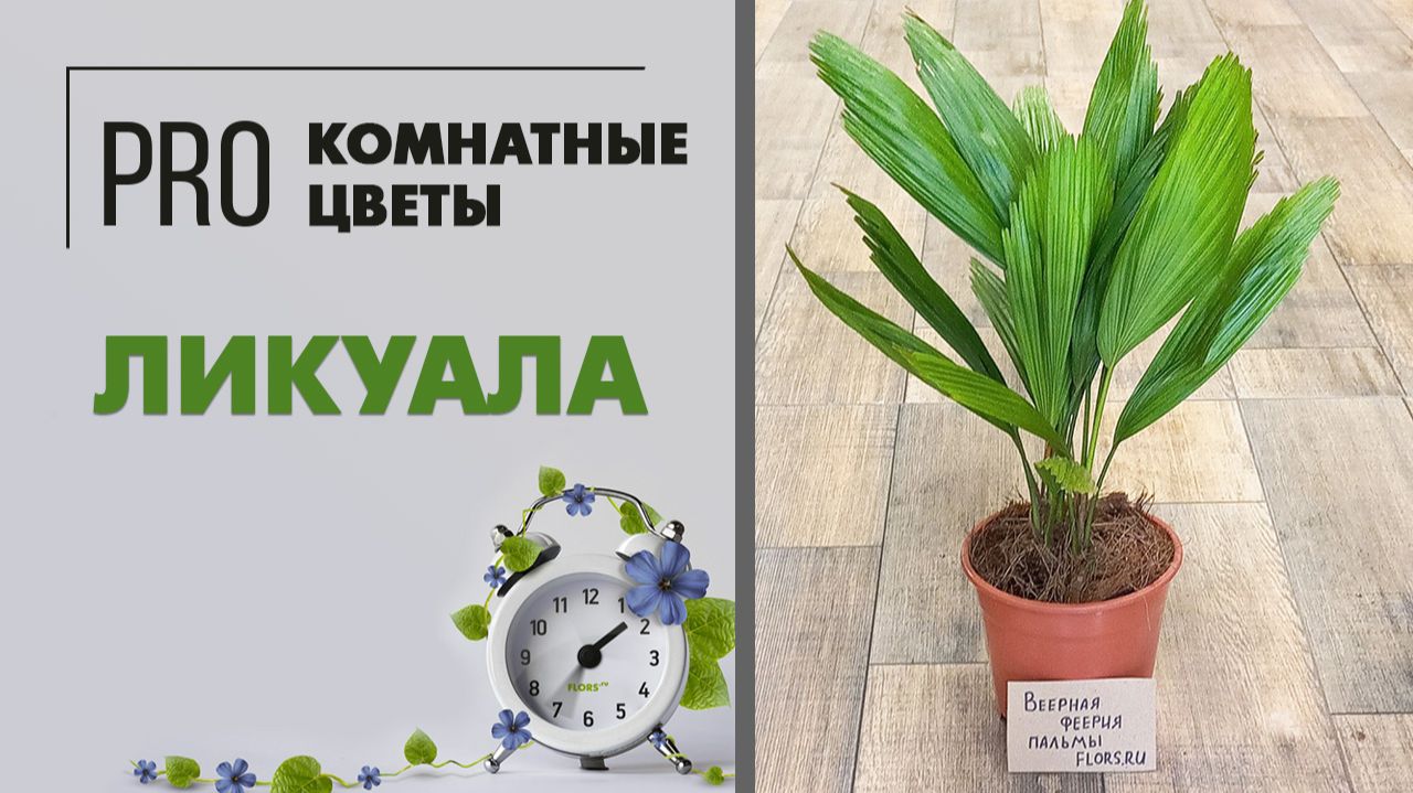 Ликуала грандис - интересное растение для дома. Веерная комнатная пальма. Уход и особенности.