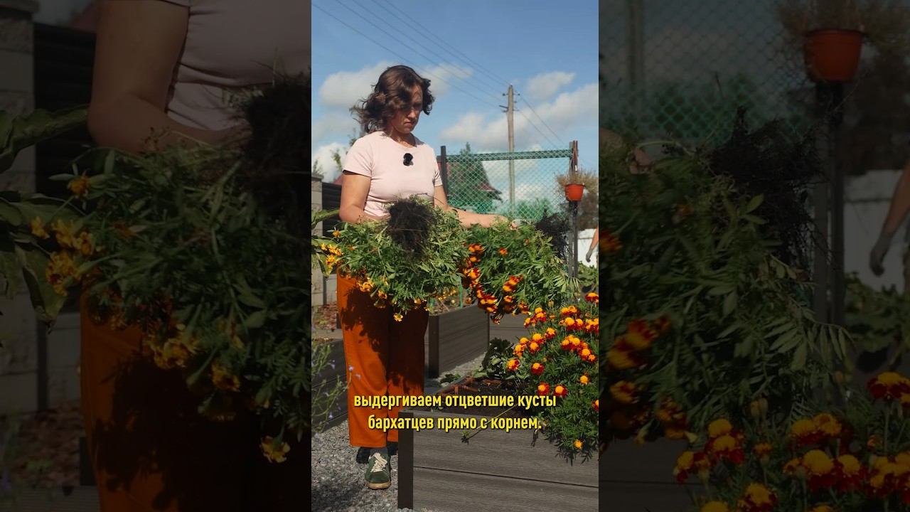 Никогда не выбрасываю бархатцы просто в компост! А применяю с гораздо большей пользой!