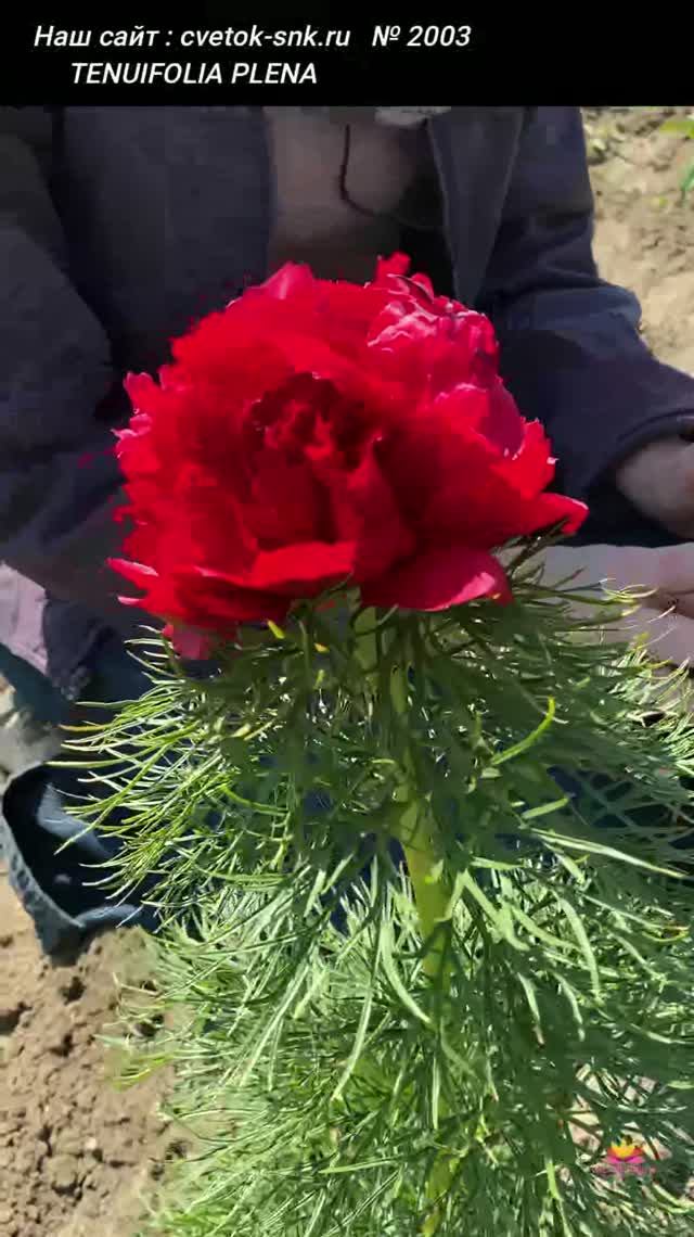 ПИОН "TENUIFOLIA PLENA"/Сад Ворошиловой
