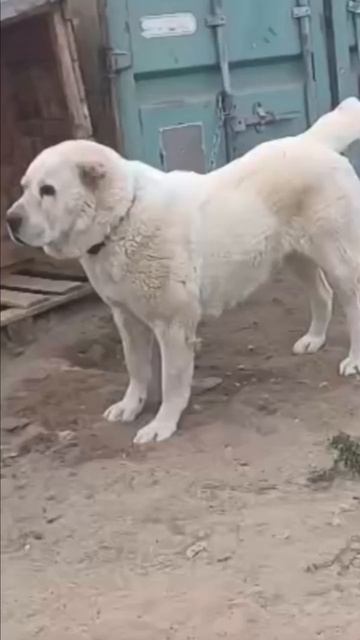 🙏🆘🙏 СПАСТИ АЛЬБУ 🦮 ИЗ ЯКУТСКА❗ПОСТ В ОПИСАНИИ 🎥 #собака #dog #animals #алабай #любовь #помощь
