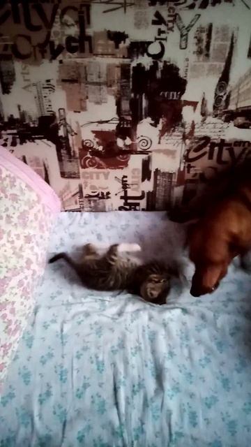 Кот и Пес. Странные игры.