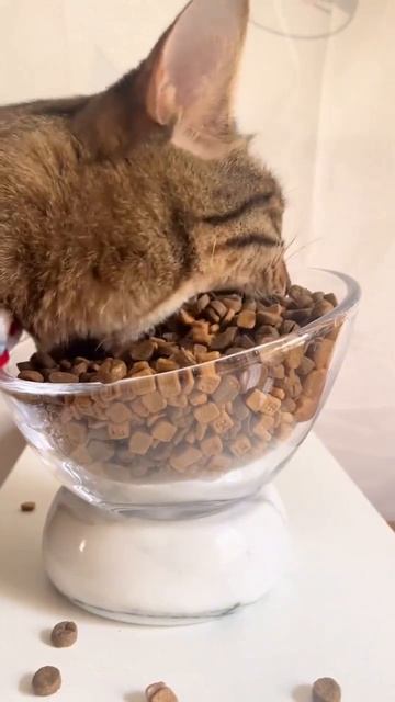 Пора бы поужинать 😺