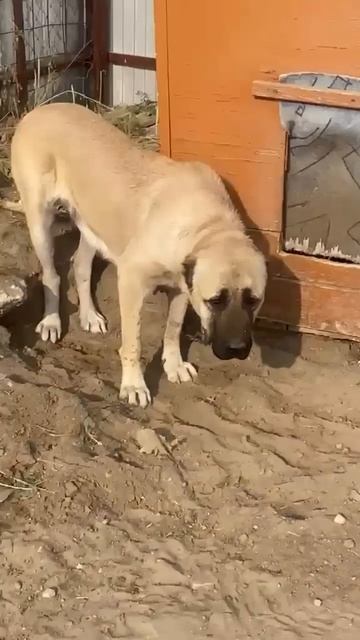 🙏🆘🙏 СПАСТИ ЛИЗУ  🦮 ИЗ ЯКУТСКА❗ПОСТ В ОПИСАНИИ 🎥 #собака #dog #animals #алабай #любовь #помощь