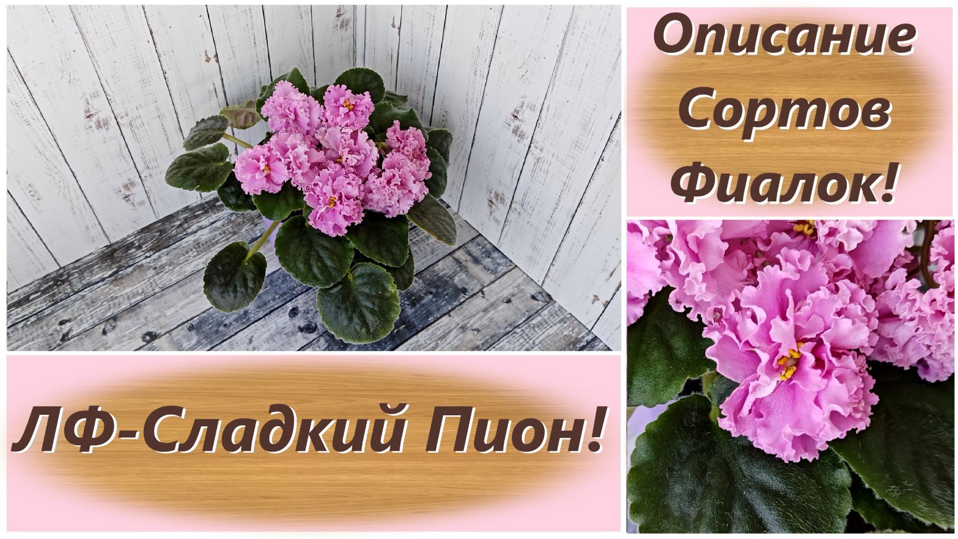 Описание Сортов Фиалок! ЛФ-Сладкий Пион!