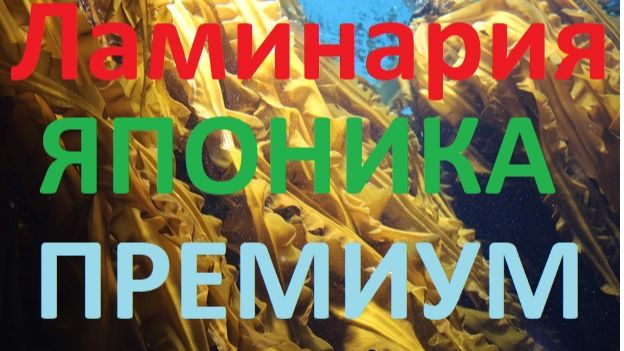 NEWECS Родоначальник большого Бизнеса сегодня. Амбиции компании 2026-09-23