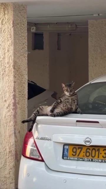 Короткометражка
