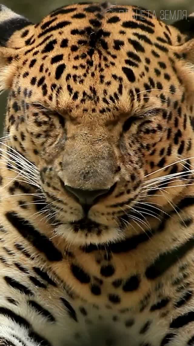 Леопард: Идеальный Хищник 😉 #кошки #интересное #животные