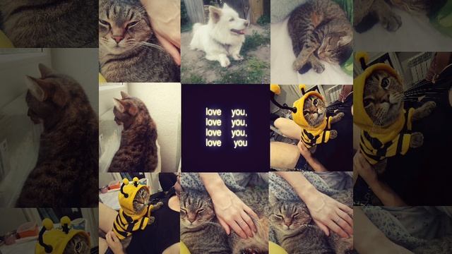 Love❤