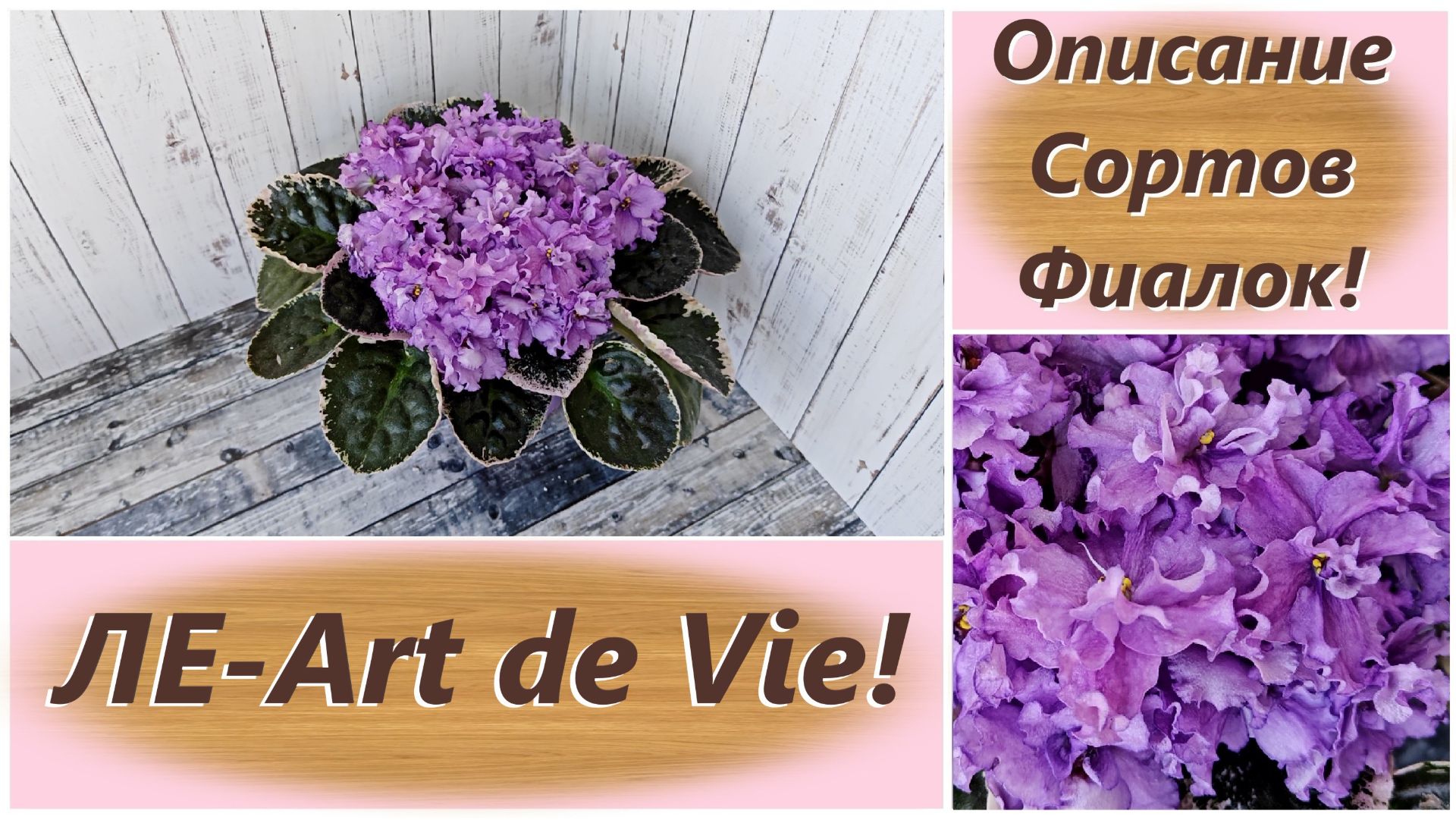 Описание Сортов Фиалок! ЛЕ-Art De Vie!