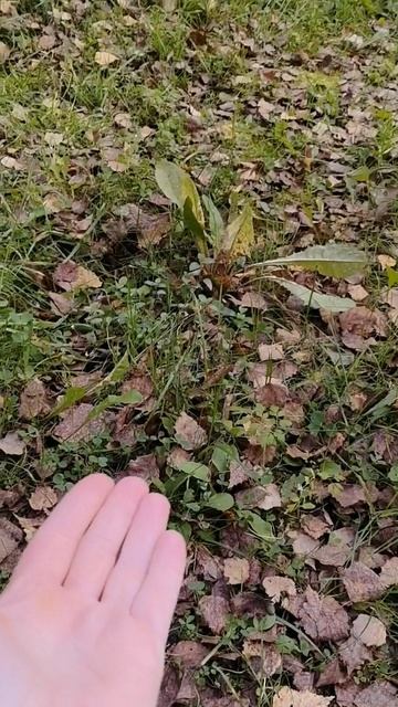 Клевые белки 😊