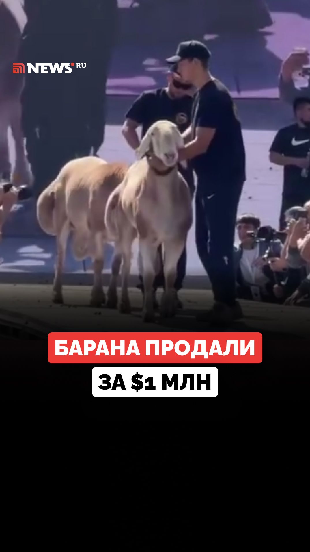 Барана продали за $1 млн в Кыргызстане: животное оказалось потомком знаменитого Франкеля