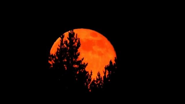 Видео сгенерированное нейросетью
