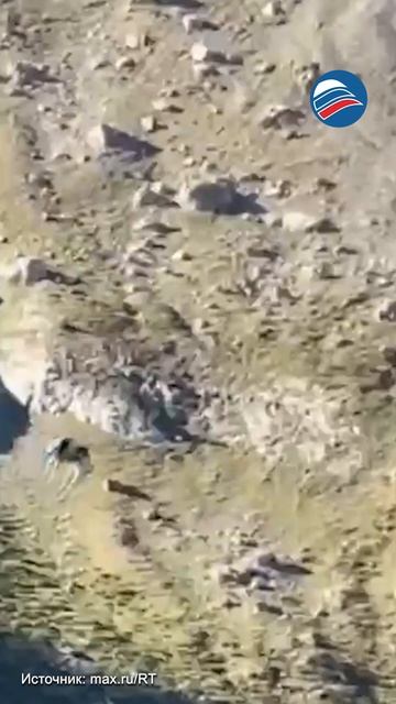В Пиренеях корову вытащили из грязевой ловушки вертолётом и тросом