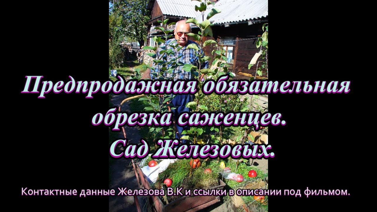 Предпродажная обязательная обрезка саженцев. Сад Железовых.