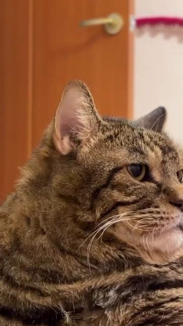 Этот кот выглядит так, будто у него за плечами два развода, долги по кредитам и ревматизм