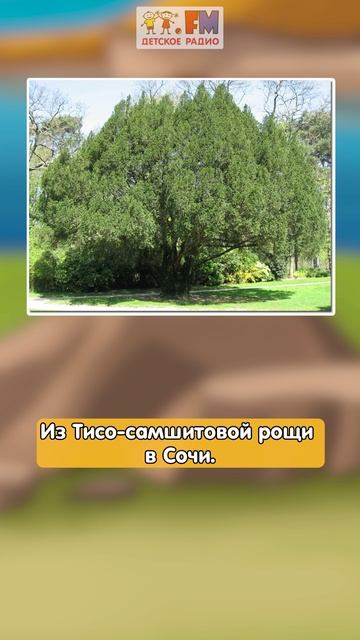 Деревья-долгожители #детскоерадио #деревья