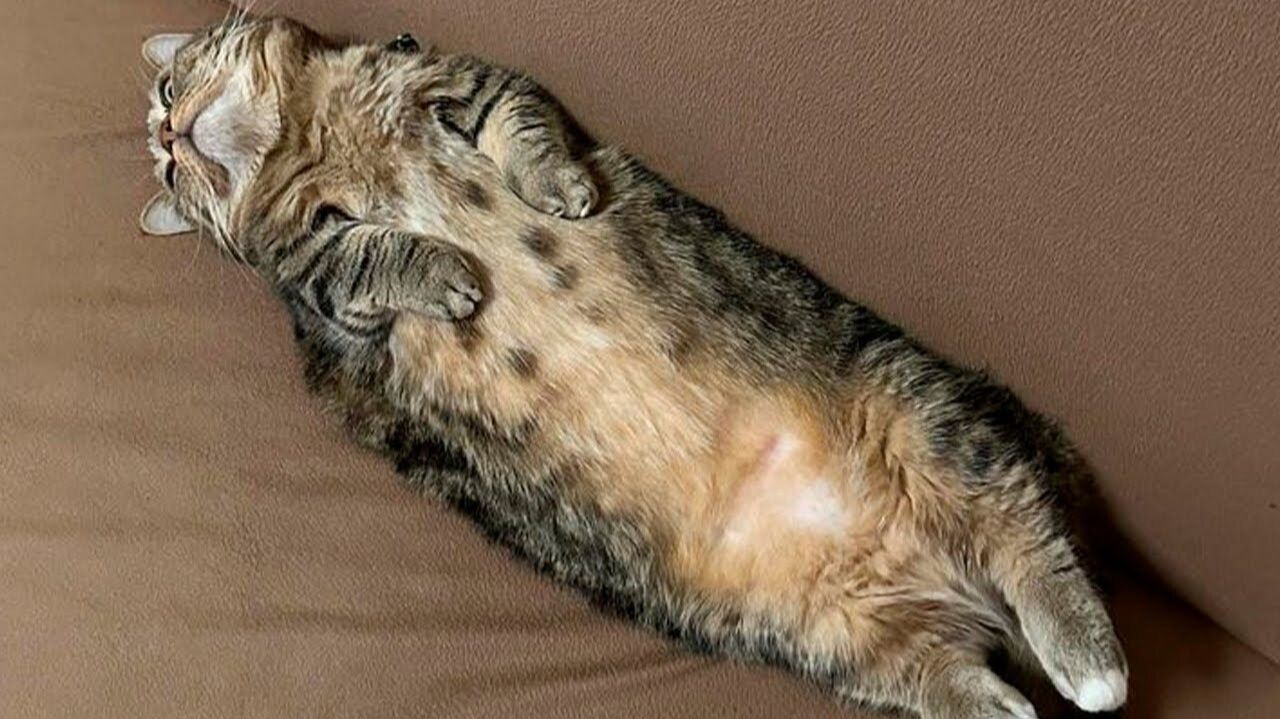 Самые смешные приколы с котами! Смешные животные! Топ-1 приколов с котами!