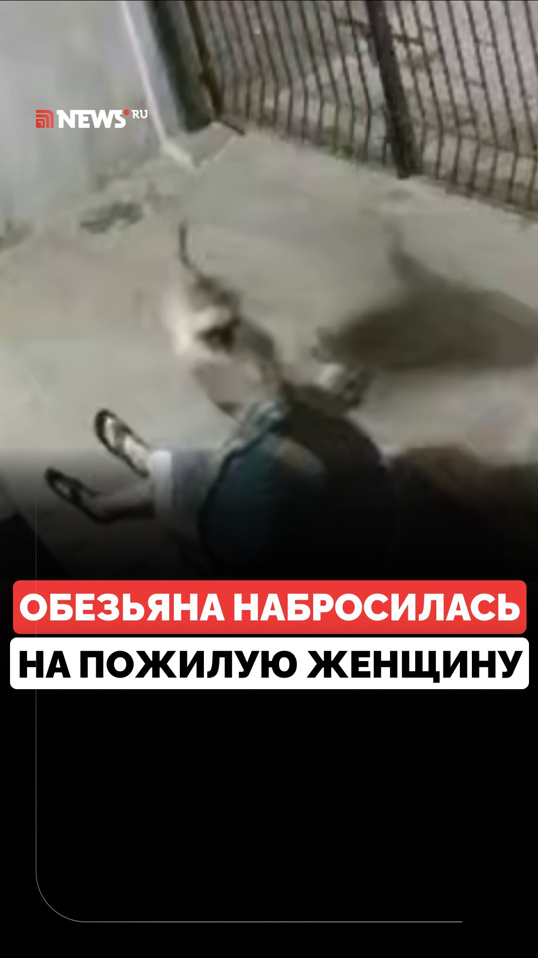 Обезьяна набросилась на 91-летнюю женщину в Индии