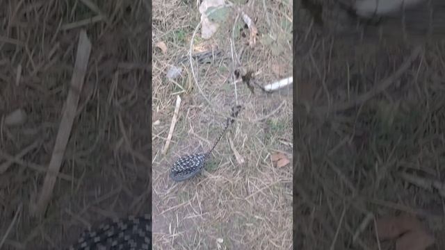 Ловил уклейку, а поймал змею 🤷🤕
