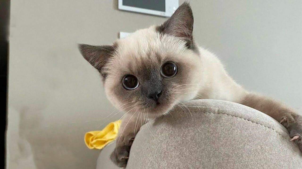Смешные котики