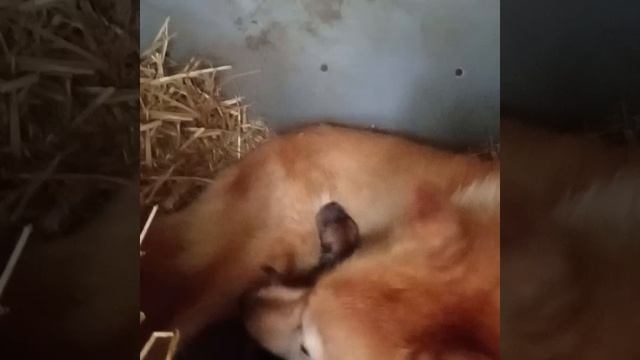 3 девочки и один мальчик