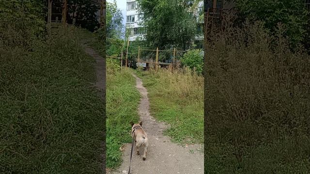Влог
