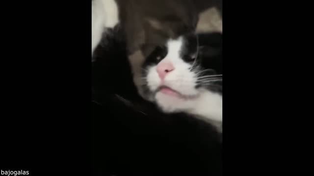 целых 30 минут весёлых забавных котиков😂😂😂
