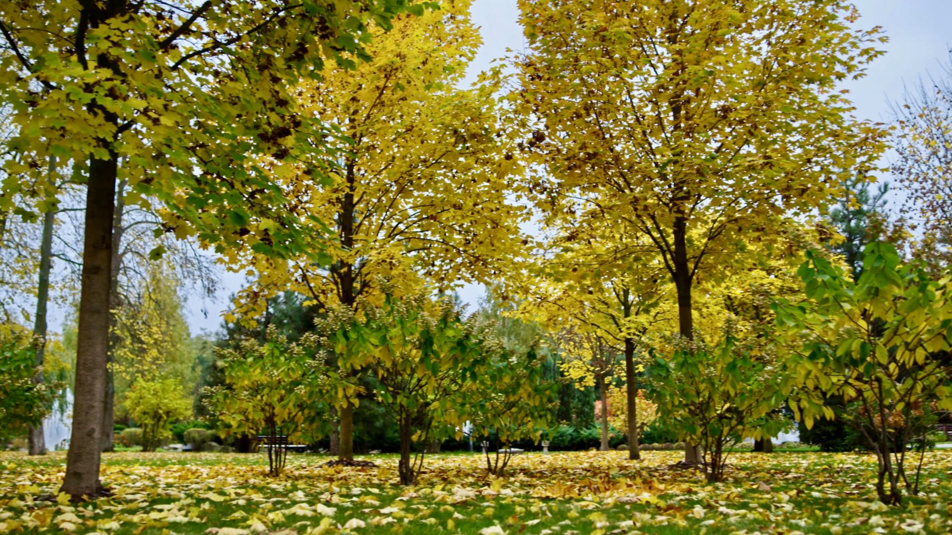 ЗОЛОТАЯ ОСЕНЬ В ПАРКЕ 🍂 ОСЕННЯЯ ПРИРОДА, ПЕНИЕ ПТИЦ И ЗВУКИ ПРИРОДЫ