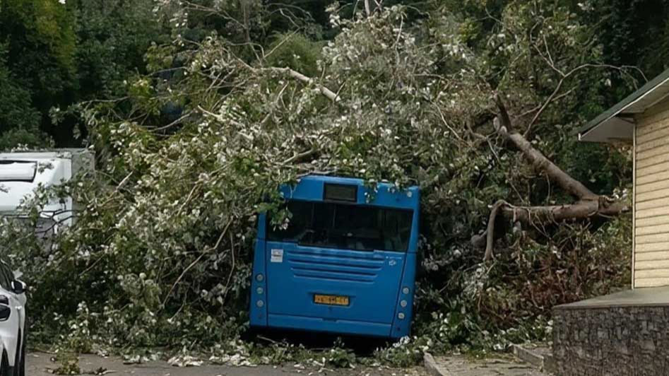 В Сочи на автобус упало дерево