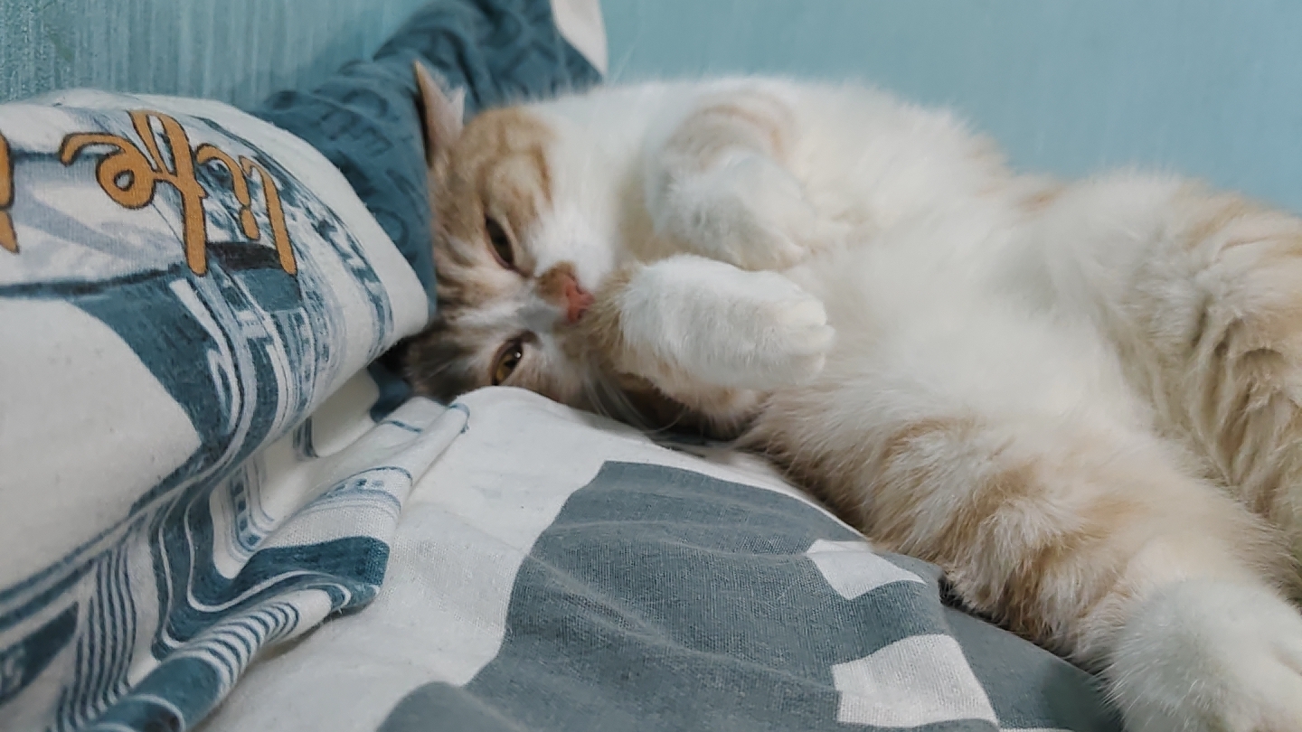 Мой кот Персик