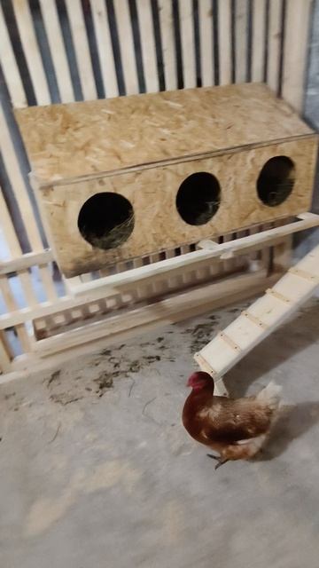🐓Новоселье🐤