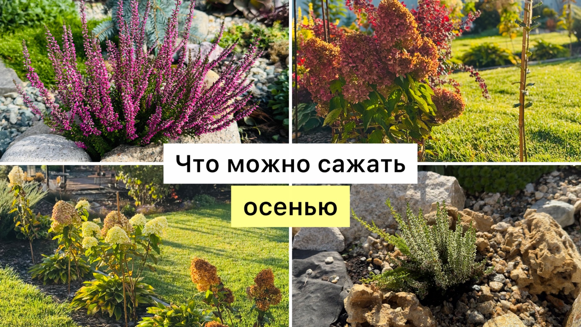 Рабочий ВЛОГ! Посадка ВЕРЕСКА и не только!