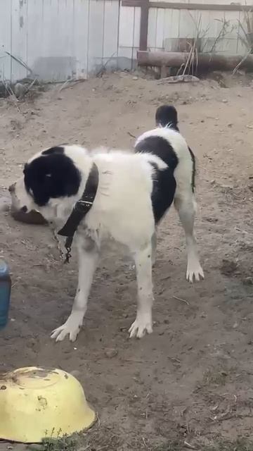 🙏🆘🙏 СПАСТИ  ПРОШУ 🦮 ИЗ ЯКУТСКА❗ПОСТ В ОПИСАНИИ 🎥 #собака #сао #animals #алабай #любовь #помощь
