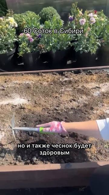 Правильная посадка чеснока в зиму
