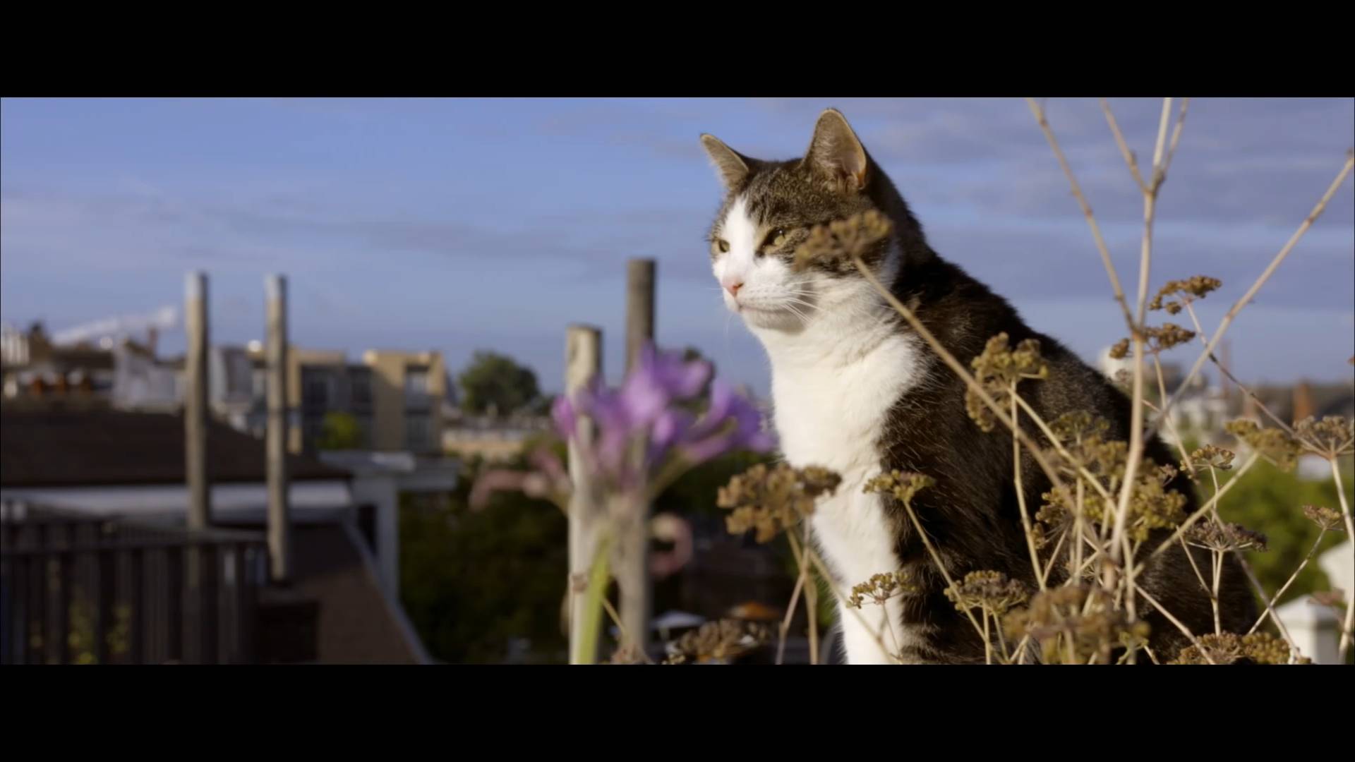 Город глазами кота (2018) / De Wilde Stad